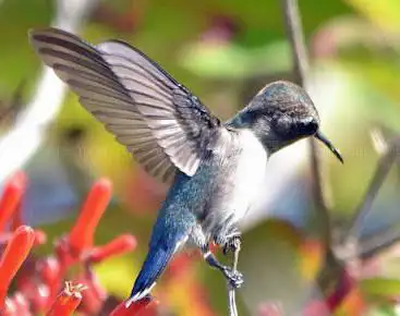 Photo de Down East Bird Watching & Nature Tours