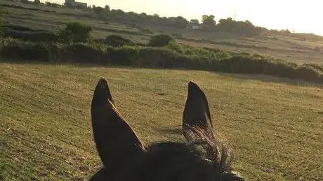 Photo de Cavalli & Cavalieri Asd