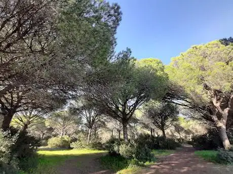 Pinar de Roche