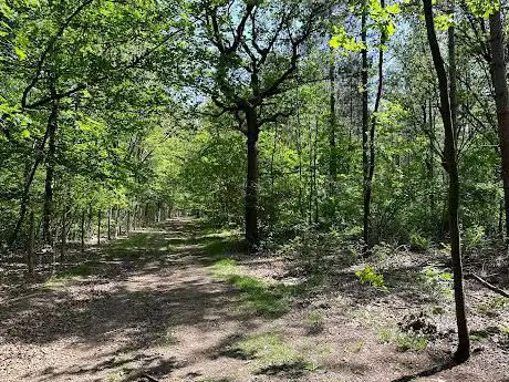 Hondenlosloop Waerterheide