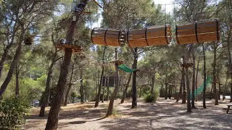 CassisForest