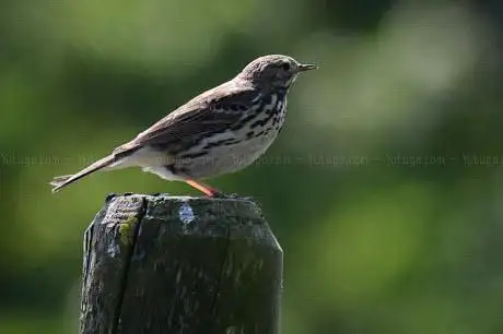 Photo de BWI FINGAL Rogerstown Estuary Ger McGann North Hide
