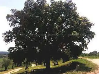 Photo de Alzina de Can Pujades