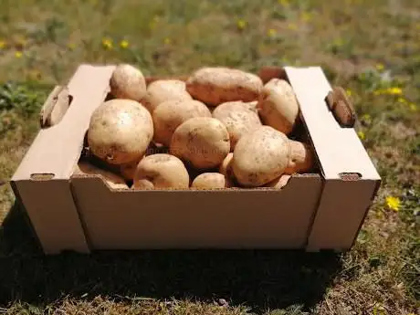 A hortiña de Marta
