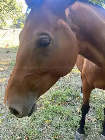 Poney-Club de Nanteuil
