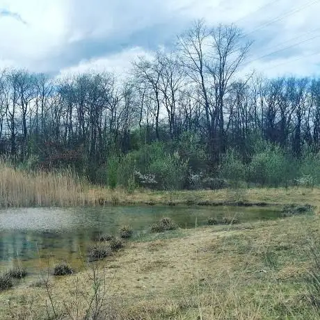 Bois des Mouilles