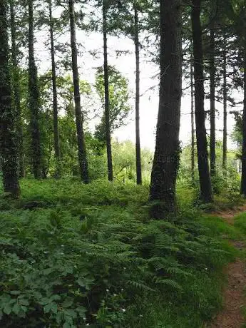 Humberdown woods