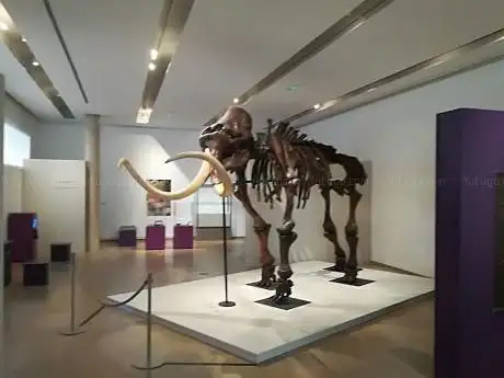 Photo de Musée Jean-Claude Boulard - Carré Plantagenêt