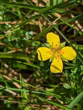 Garden City Nature Reserve