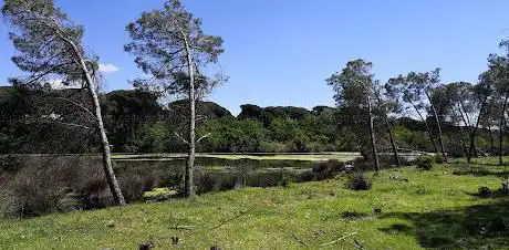 Pineta San Vitale