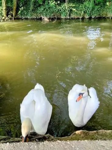 Photo de Sérézin du Rhône, bords de l'Ozon