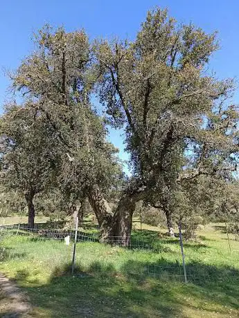Photo de Arbol singular catalogado: Quercus suber