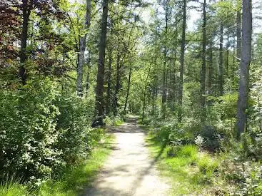 Vagevuurbossen