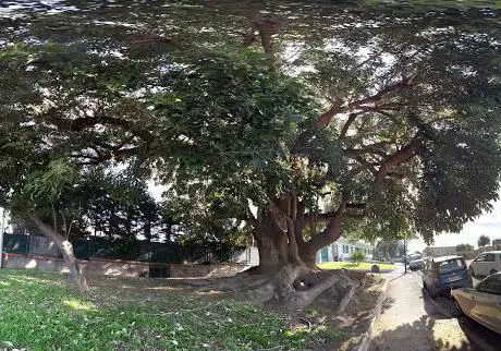 Photo de Alberi  giardini di Napoli