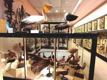 Photo de Musée de Châteaudun