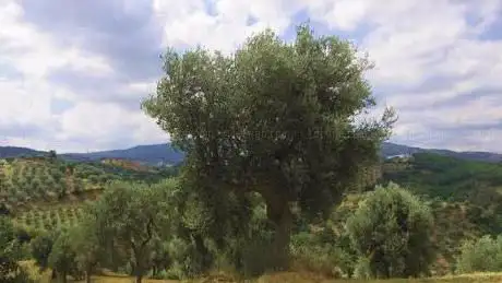 Huile d'olive Aiello-Azzinnari