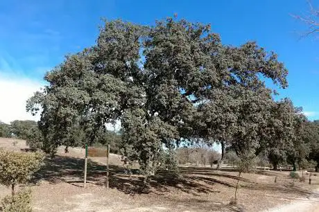 Photo de Chêne de La Manzana