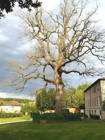 Photo de L'arbre sanglant