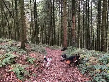 Troserch Woods Car Park