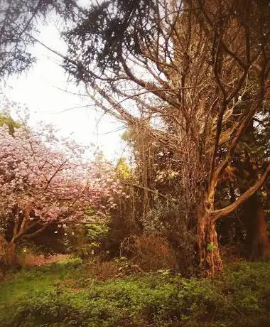 Ynysforgan Woods