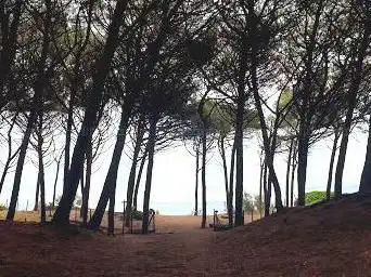 Pineta in Marina di Cecina