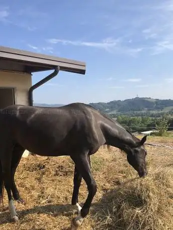 ASD EQUUS RESORT