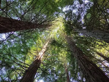 Photo de Sequoia Forest