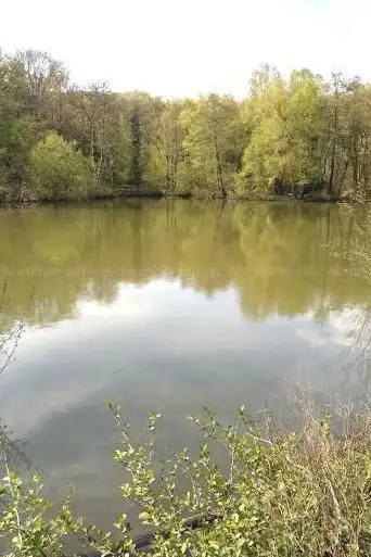 Mare aux canards de la forêt de Grimbosq