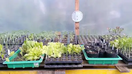 Living Garden