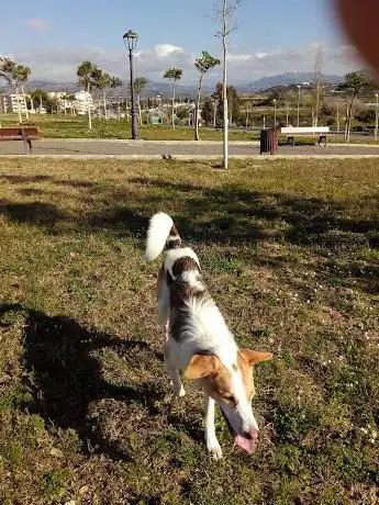 Photo de Parque De Perros Velez Malaga