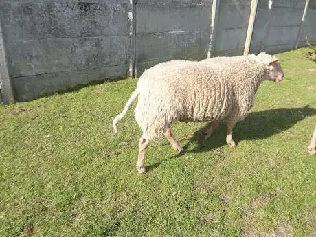 stamboekfokkerij van de Raaptorf
