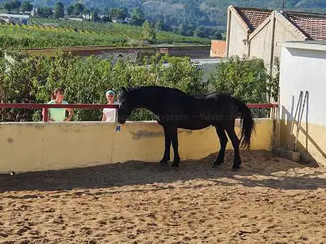 Photo de Asociación hÃÂpica El horno