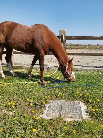 ASD Ponies Rice