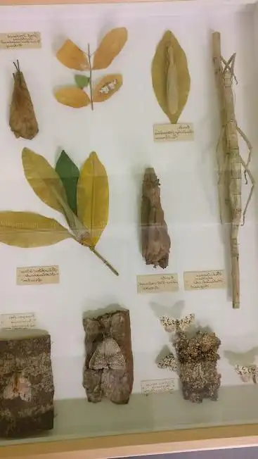 ETH Zürich Entomologische Sammlung