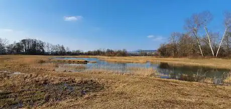 Inselweiher