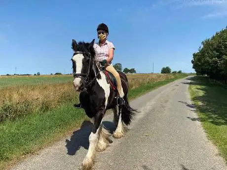 Photo de P & R Equestrian Centre