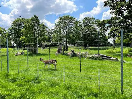 Photo de Best Deer Viewing Spot