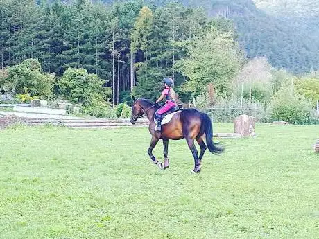 Centro Ippico Lochere ASD