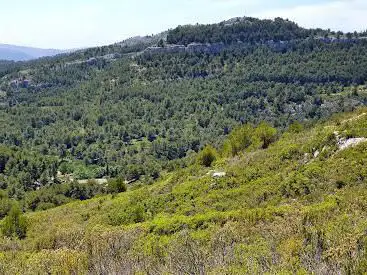 Photo de Tête Ronde