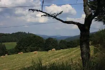 Tete du Violu