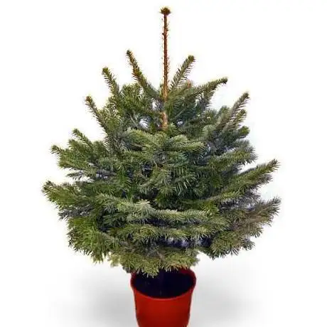 Photo de The Christmas Forest