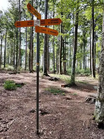 Stärn Könizbergwald
