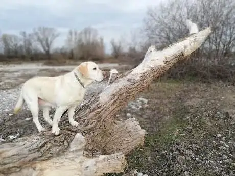 Bosco di Teb