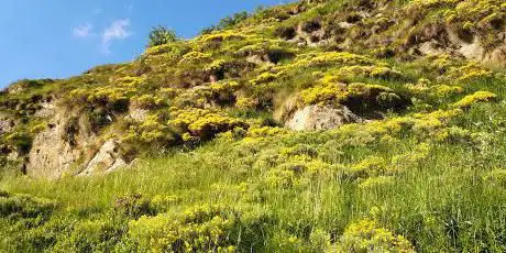 Alpe Piana di Via