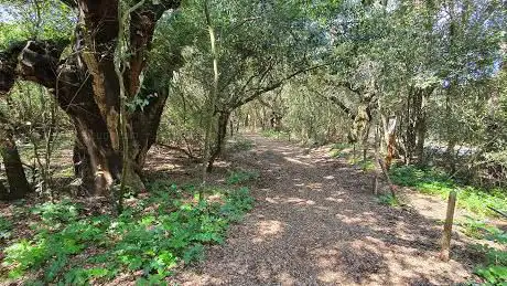 Photo de The Great Oak