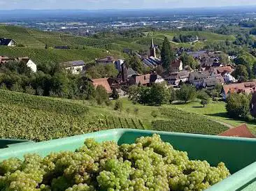 Photo de Badner Bänkl