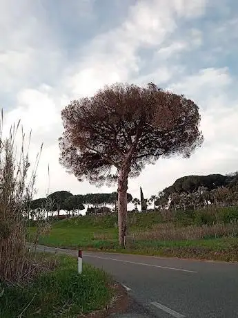 Photo de Pino domestico - Pinus Pinea - Albero Monumentale