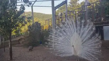 Photo de Avifauna De Oxén
