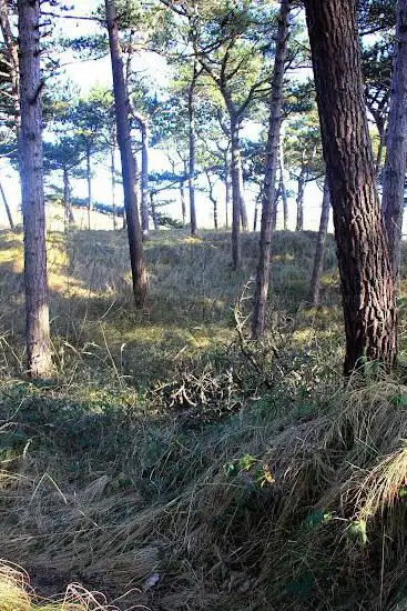 Zandpanne
