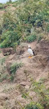 Skomer Island (A Noel Benson Reserve)